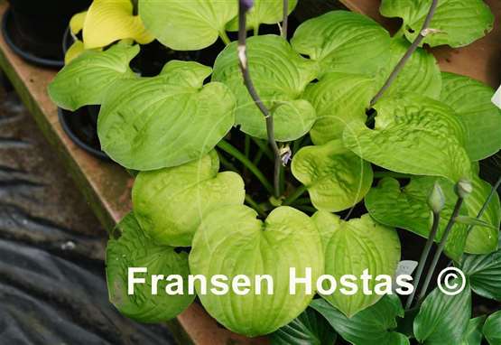 Hosta Banana Muffins